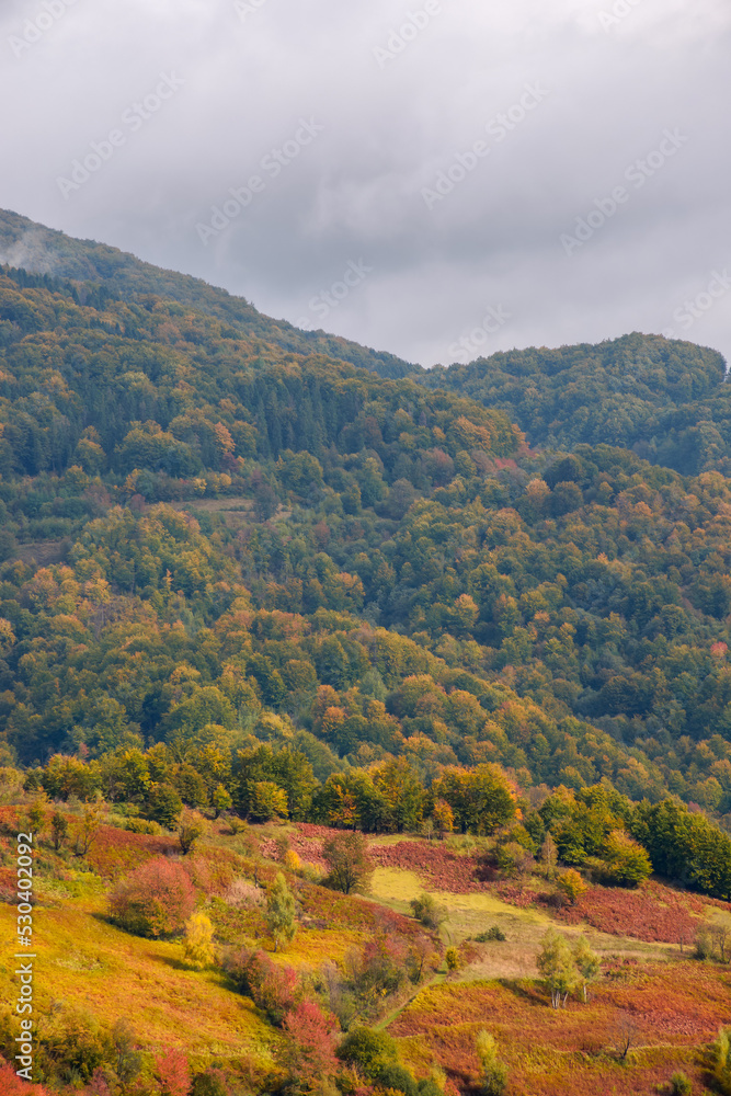 Naklejka premium colorful nature background of carpathian mountains. forested hills in fall foliage. beauty of autumnal outdoor scenery in dappled light