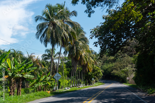Rural road in tropical climate with palm trees on the side. Colombia.