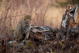 European wildcat, felis silvestris, sitting next to stump in autumn nature. Stripped hunter looking to the camera on tree. Brown mammal watching on meadow.