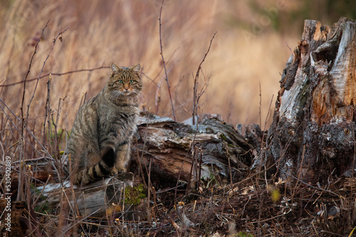 European wildcat, felis silvestris, sitting next to stump in autumn nature. Stripped hunter looking to the camera on tree. Brown mammal watching on meadow. photo