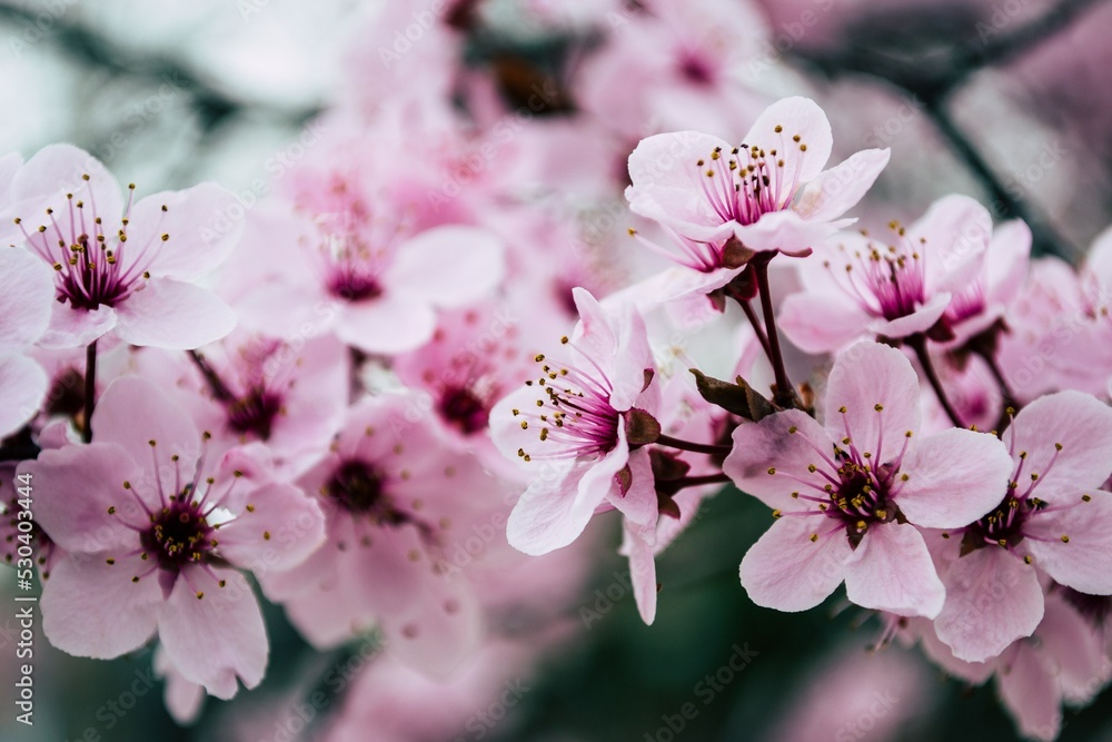 pink cherry blossoms