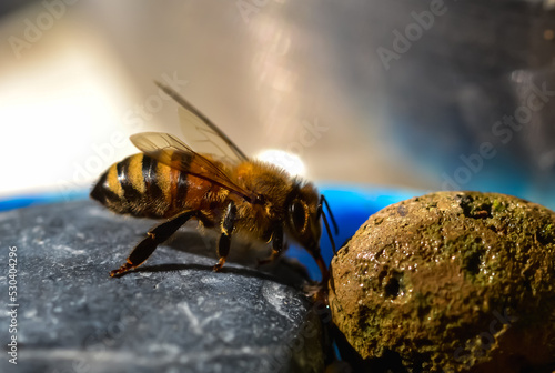 A female honeybee standing ons tones in a water bowl photo