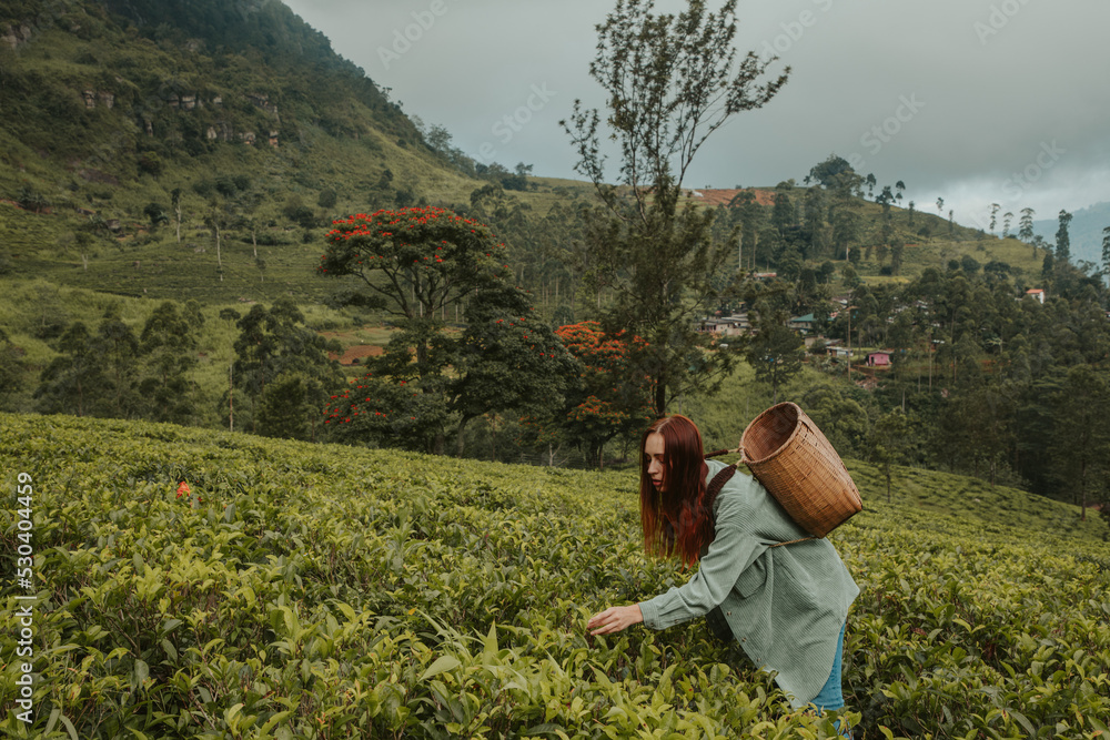 young woman tourist at a tea plantation in Sri Lanka picks tea