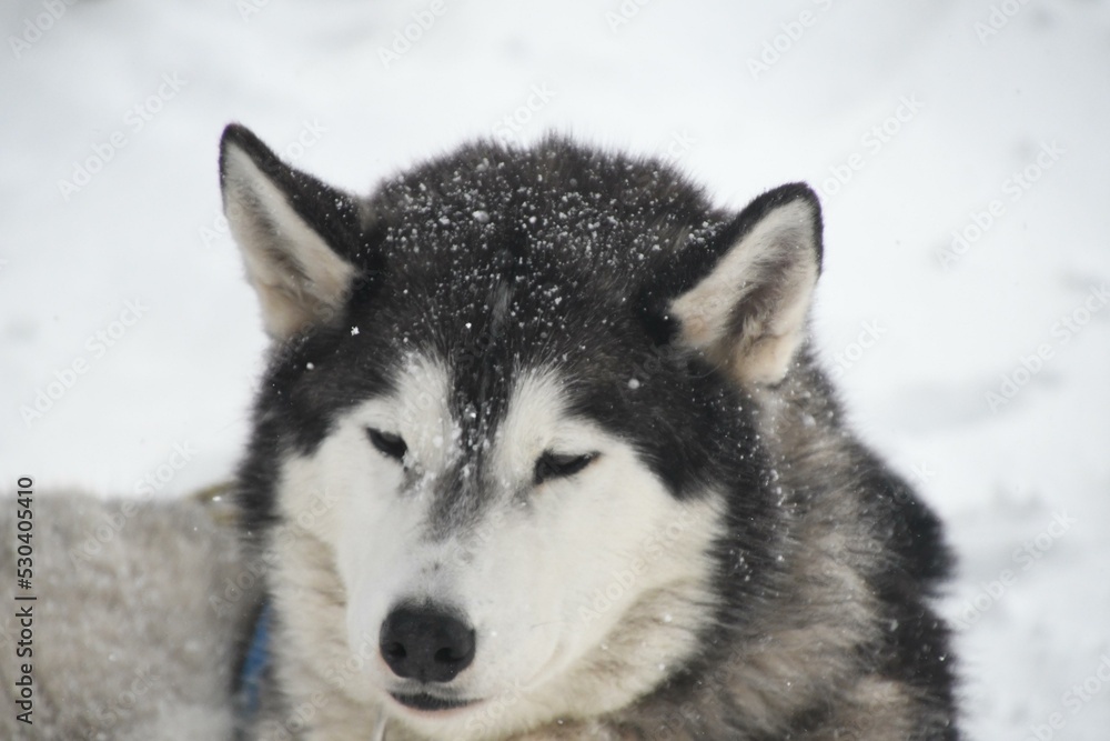 Dog Dog breed Carnivore Sled dog Snow Tree