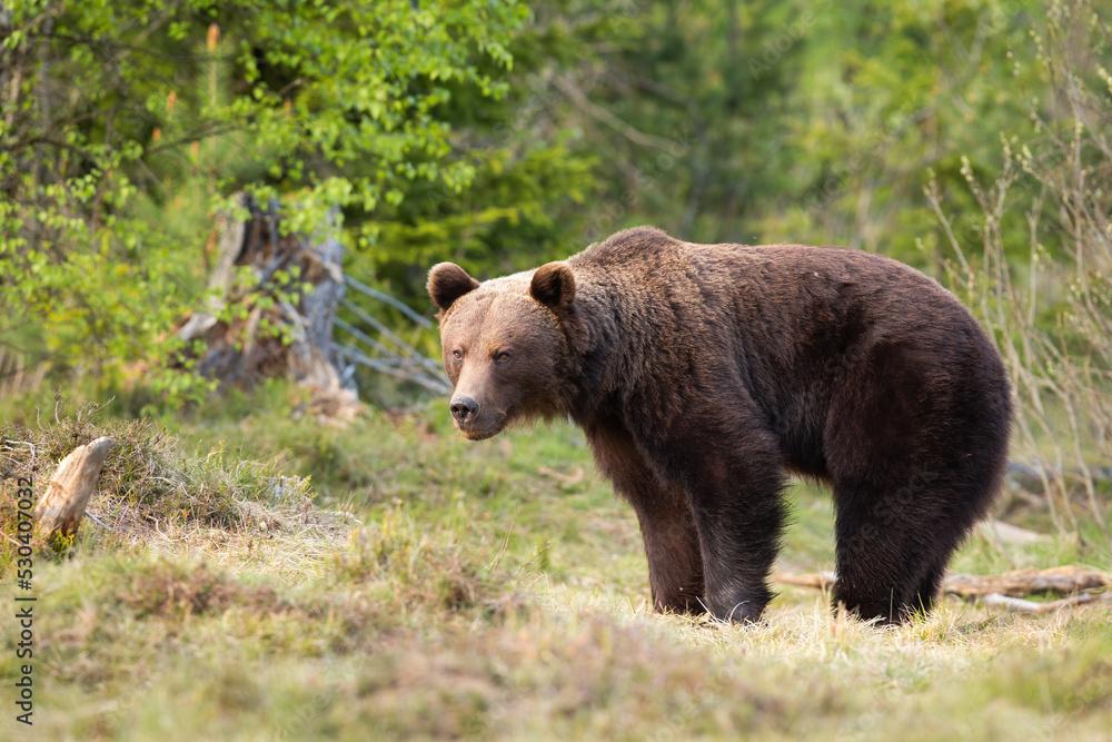 Brown bear, ursus arctos, standing on green glade in springtime nature. Big brown predator looking on meadow in spring. Large mammal watching on field.