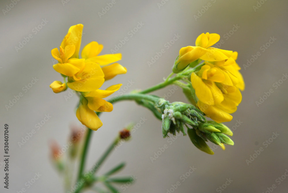 Fototapeta premium Blossoms of alfalfa sickle (Medicago falcata)