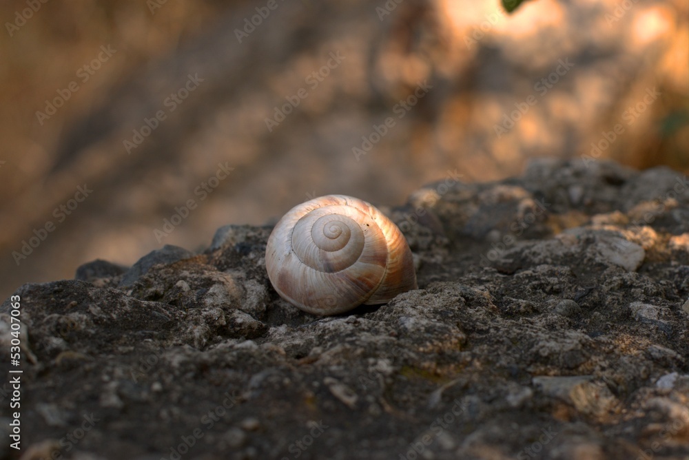 Snails on the slope, big snail on a large black stone, selective focus, bokeh Snails on the slope, big snail on a large black stone, selective focus, bokeh