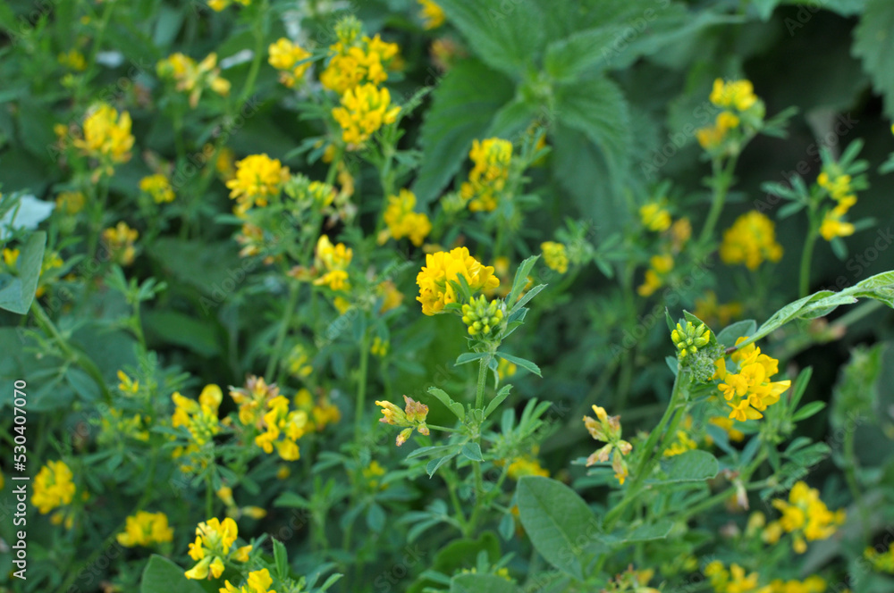 Blossoms of alfalfa sickle (Medicago falcata) Blossoms of alfalfa sickle (Medicago falcata)