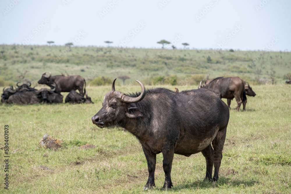 KENYA - HUMAN INTEREST - NAIBOSHO CONSERVATORY PARK