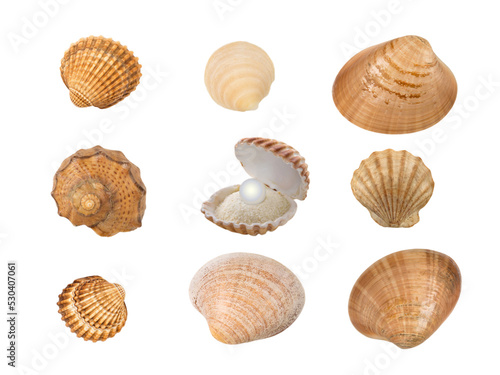 Set of nine seashells isolated transparent png