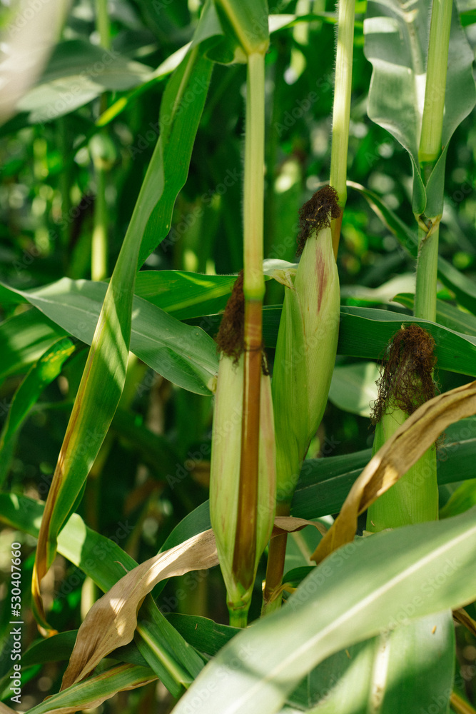 Ripe corn cobs on green stalks. Cornfield.