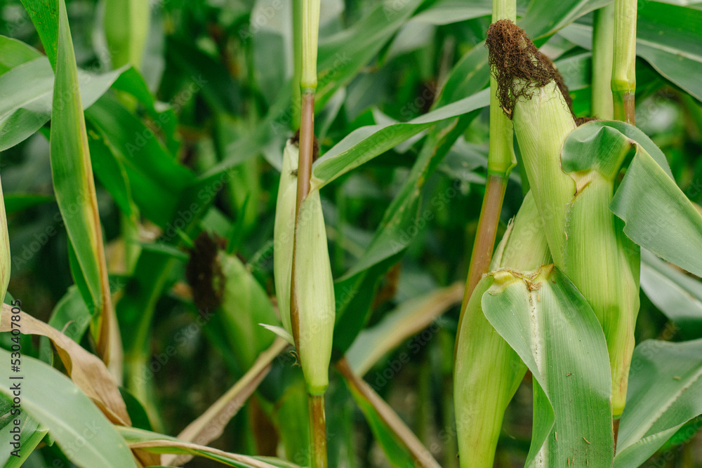 Ripe corn cobs on green stalks. Cornfield. Ripe corn cobs on green stalks. Cornfield.