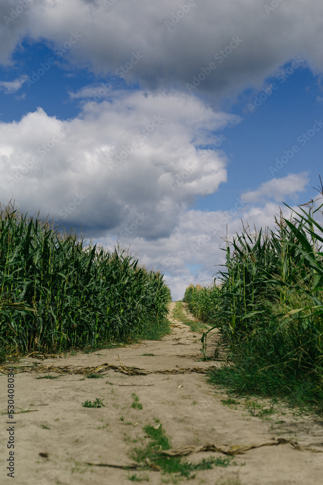 Landscape. Road going through a cornfield. Landscape. Road going through a cornfield.