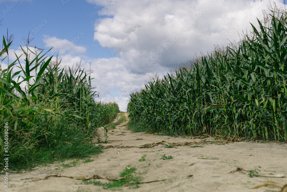 Landscape. Road going through a cornfield. Landscape. Road going through a cornfield.
