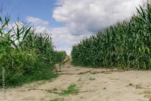 Landscape. Road going through a cornfield.