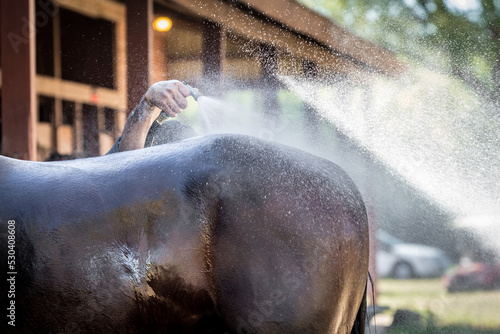 Giving a horse a bath.