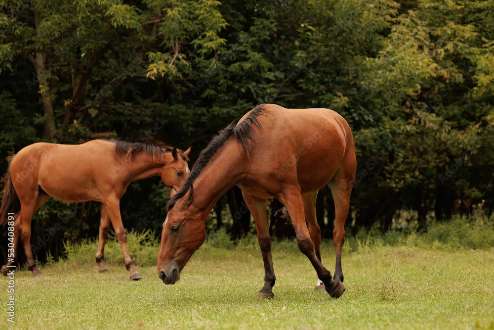 Fototapeta premium two horses in the autumn park on the corner run away here