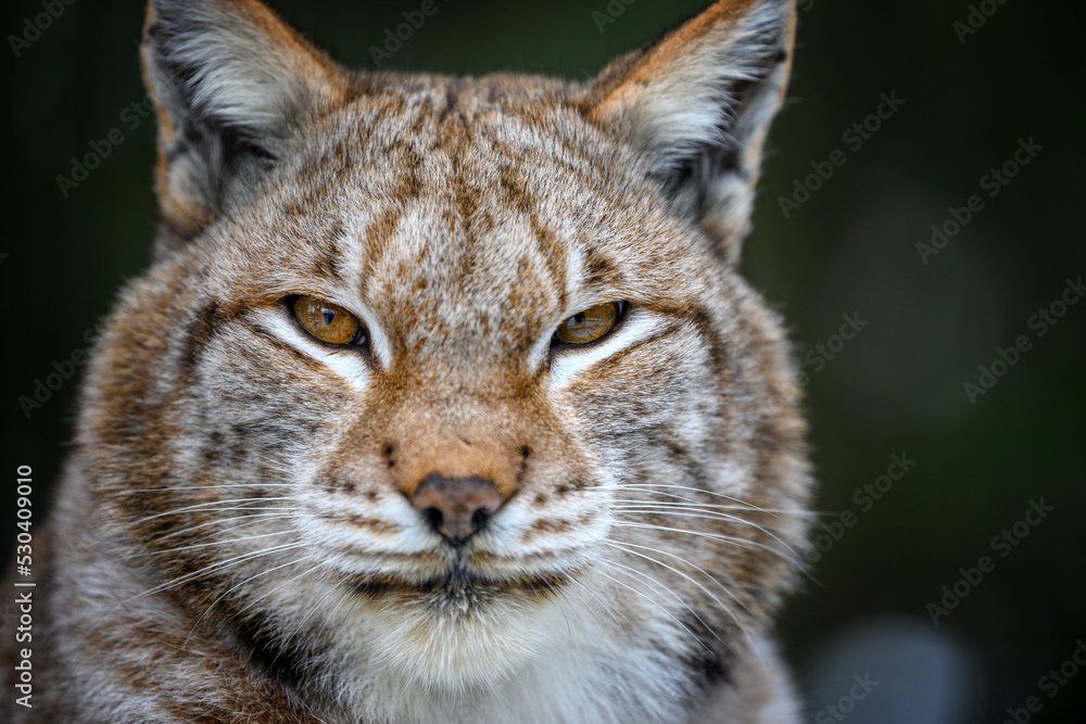 Lynx portrait. Wildlife scene from nature. Wild animal in the natural habitat Lynx portrait. Wildlife scene from nature. Wild animal in the natural habitat