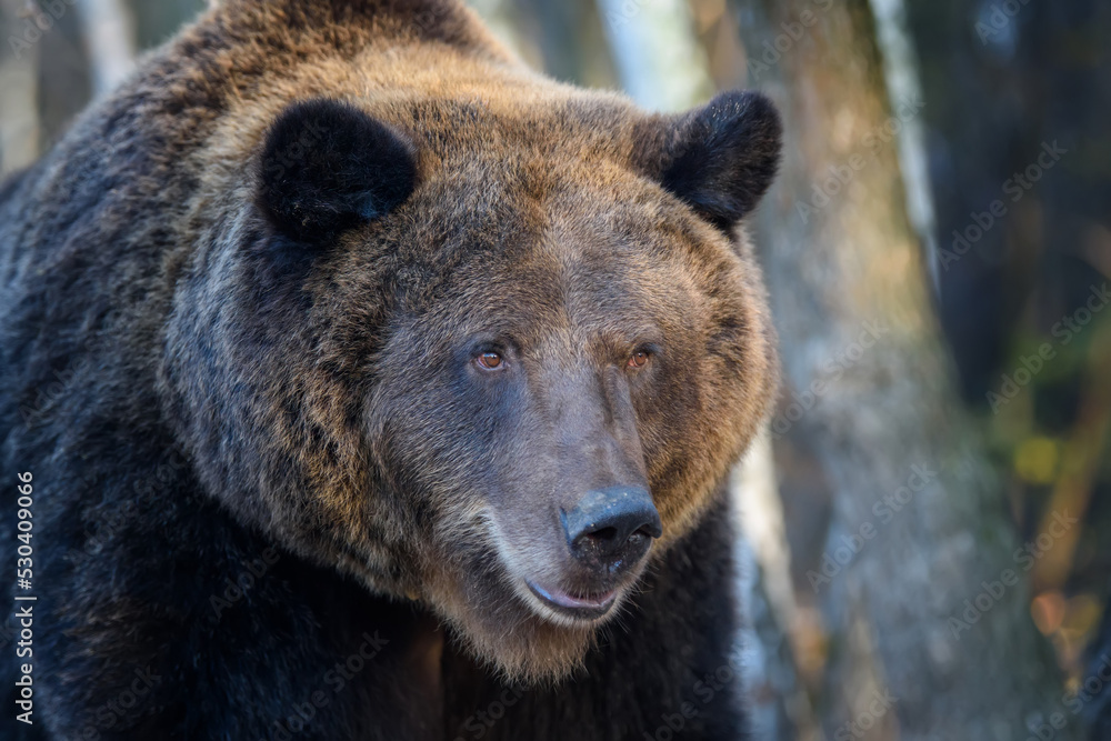 Wild Brown Bear (Ursus Arctos) portrait in the forest. Animal in natural habitat