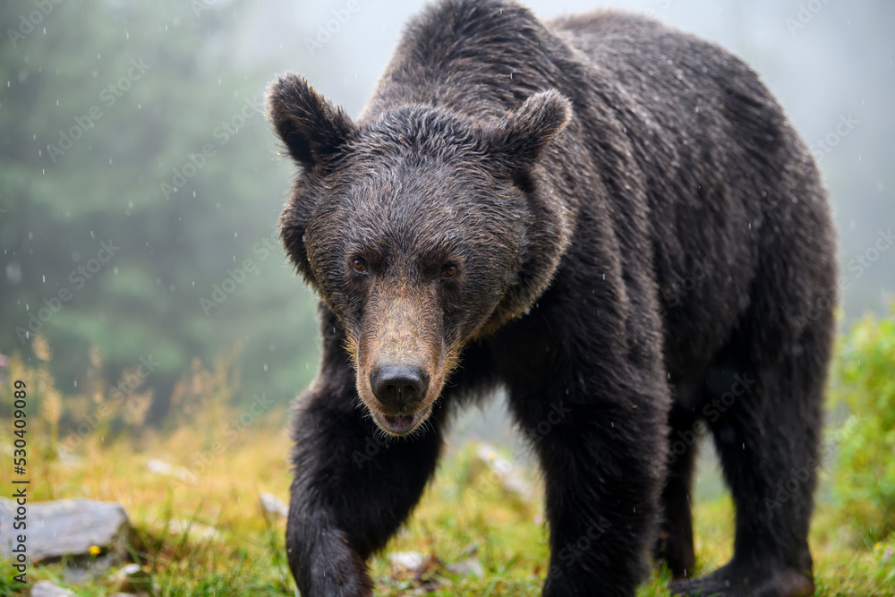 Wild Brown Bear (Ursus Arctos) in the forest. Animal in natural habitat Wild Brown Bear (Ursus Arctos) in the forest. Animal in natural habitat