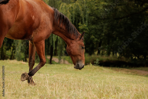 a horse runs through a meadow in autumn and looks down