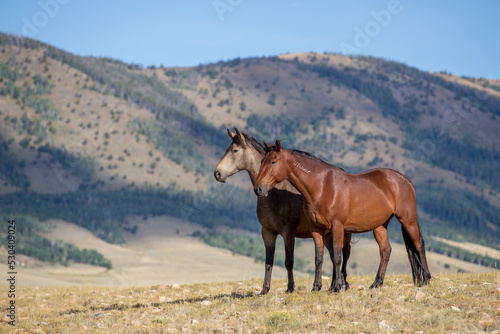 Wild mustang horse herd. © FastHorsePhotography