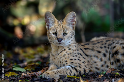 Obraz na płótnie Close young serval cat (Felis serval)