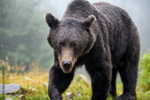 Wild Brown Bear (Ursus Arctos) in the forest. Animal in natural habitat