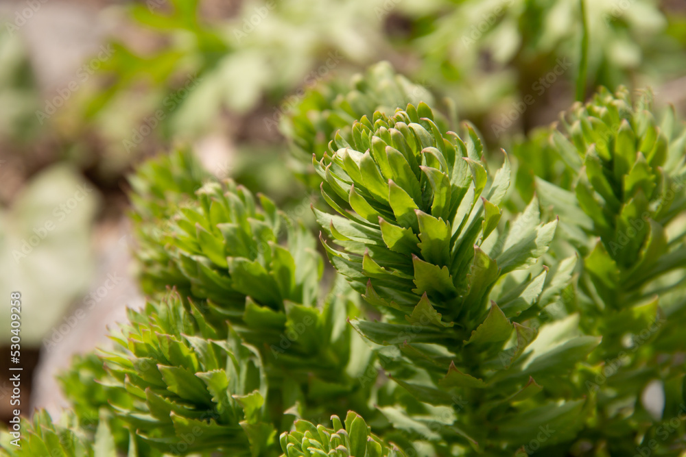 young green plants for an alpine slide in early spring young green plants for an alpine slide in early spring