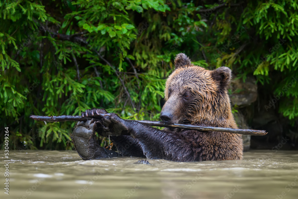 Wild Brown Bear (Ursus Arctos) on playing pond with branch in the forest. Animal in natural habitat. Wildlife scene Wild Brown Bear (Ursus Arctos) on playing pond with branch in the forest. Animal in natural habitat. Wildlife scene