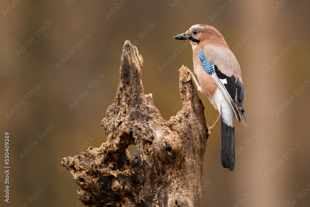 Eurasian jay, garrulus glandarius, sitting on old tree in autumn nature form side. Brown bird resting on wood in fall. Feathered animal climbing on stump.
