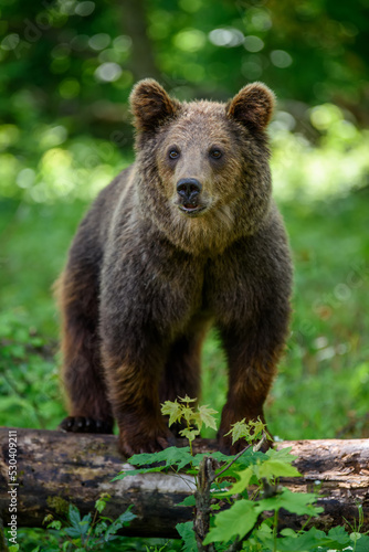Wild Brown Bear (Ursus Arctos) in the summer forest. Animal in natural habitat