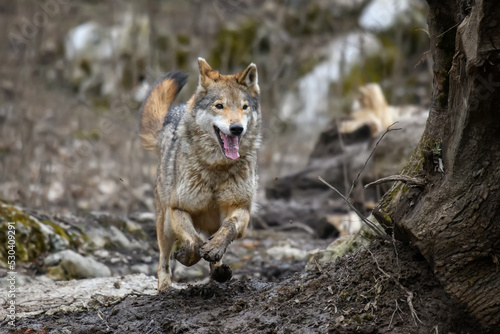 Wolf run in autumn forest. Wildlife scene from nature. Wild animal in the natural habitat