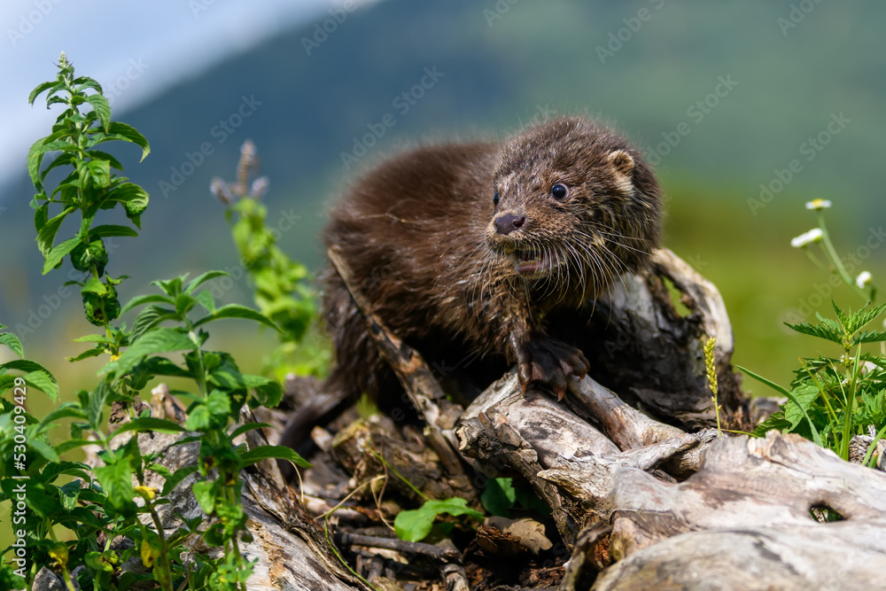 Lutra in nature habitat. Portrait of water predator. Wildlife scene Lutra in nature habitat. Portrait of water predator. Wildlife scene