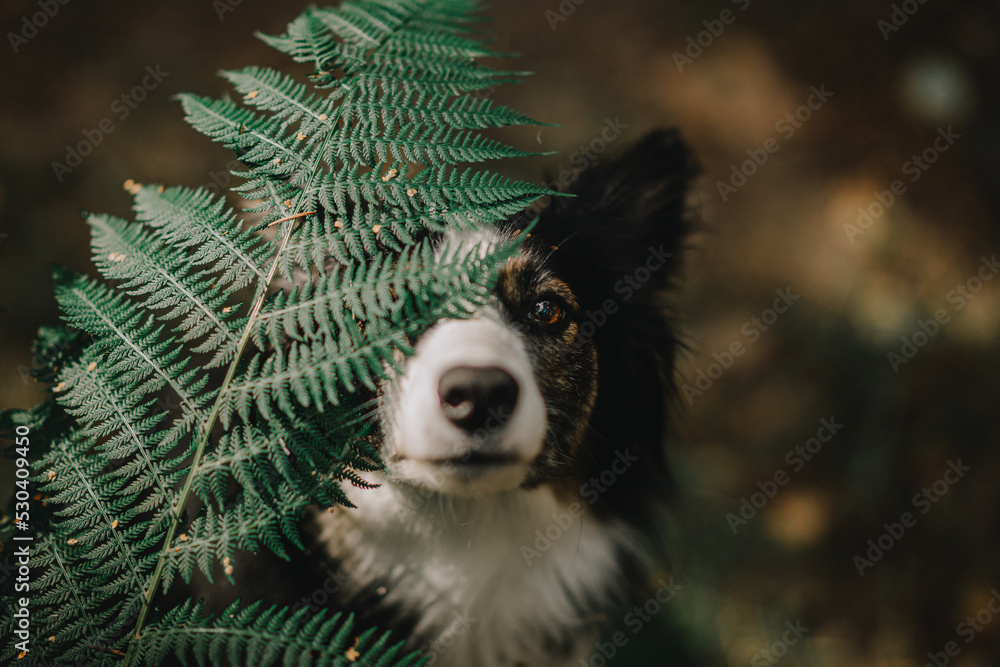 Border Collie wygląda zza liścia paproci