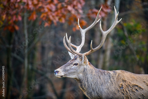 Majestic red deer stag in forest with big horn. Animal in nature habitat. Wildlife scene