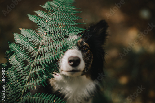 Obraz na płótnie Border Collie wygląda zza liścia paproci w salonie