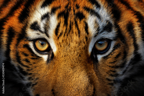 Print op canvas Close up view portrait of a Siberian tiger