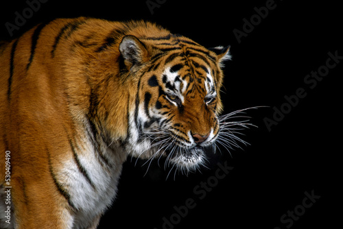 Angry big tiger isolated on black background © byrdyak