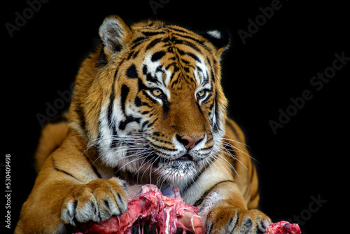 Fototapeta Naklejka Na Ścianę i Meble -  Tiger eating meat on black background