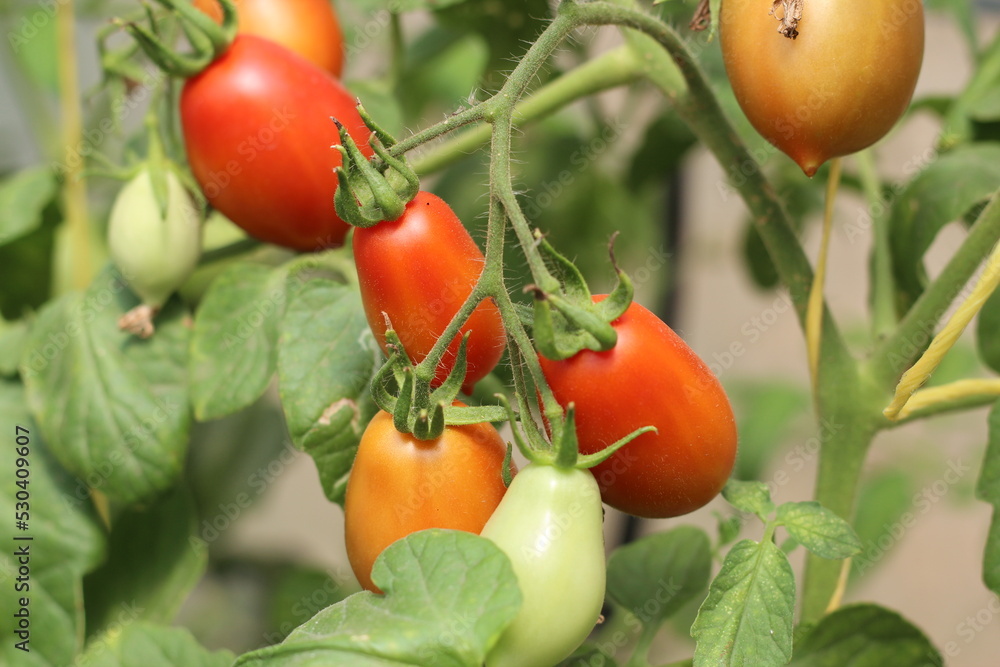 ripening fruit of a red tomato in a greenhouse, growing agriculture at home