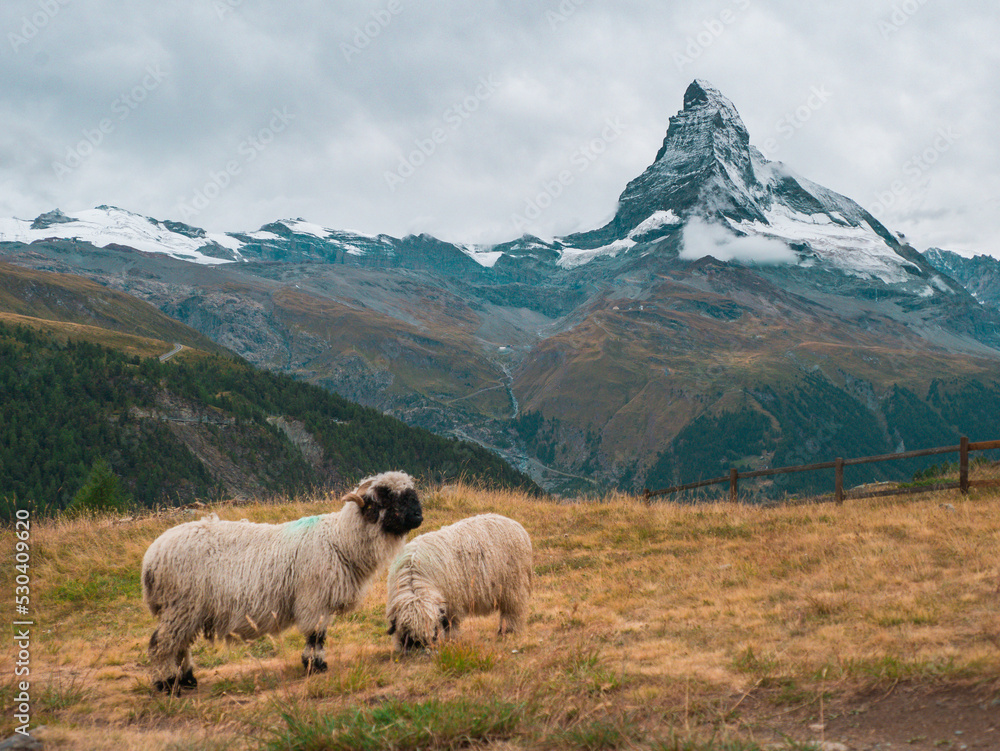 Obraz premium Two sheep grazing in a meadow in the mountains near the Matterhorn mountain in Switzerland