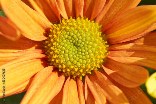 Different chrysanthemums in a bouquet.