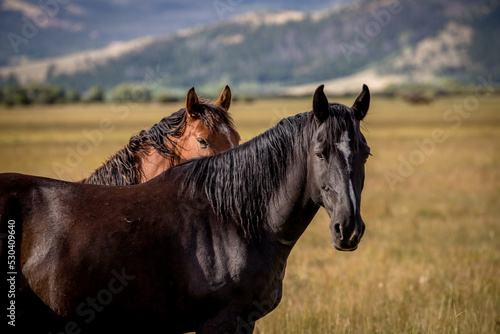A pair of wild horses stand together.  © FastHorsePhotography