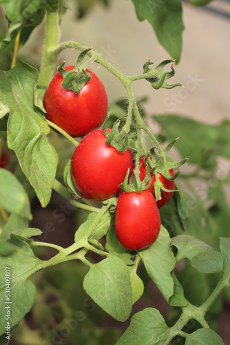 bunch of red tomato fruit in greenhouse closeup
