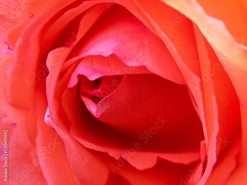 close up of red rose