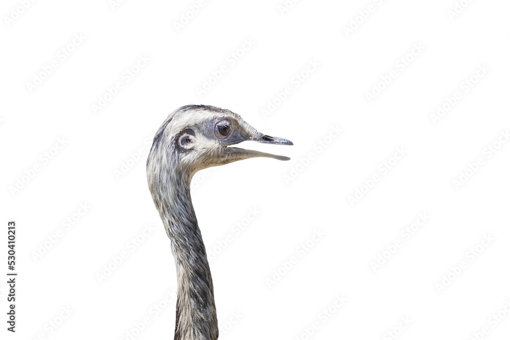 Obraz premium Ostrich - Struthio camelus - head with neck of young ostrich with open beak