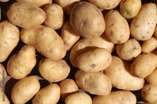 fruit potato closeup   gardening background