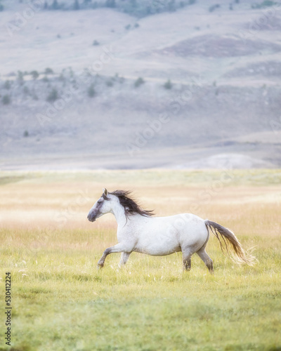 Wild mustang horses.  © FastHorsePhotography