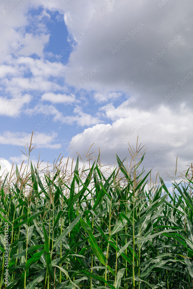 Corn field and clouds. Landscape with cornfield.